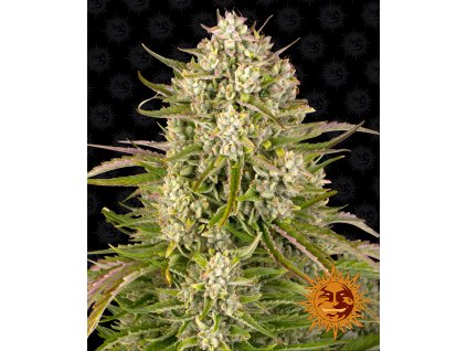 wedding cake auto barneys farm