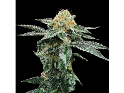 dna genetics kosher cookies 4