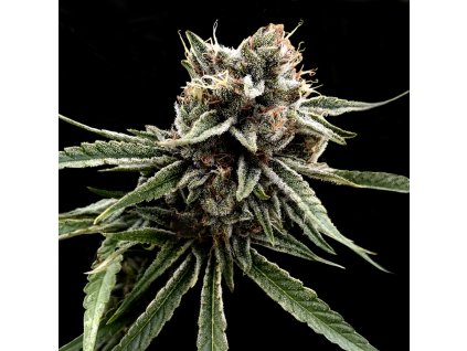 dna genetics sour strawberries regular