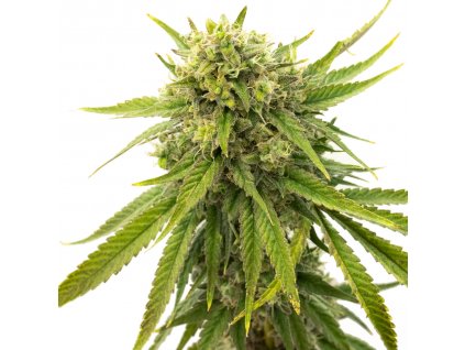 Blimburn Seeds Skywalker OG