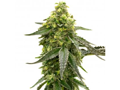 Blimburn Seeds Tangie