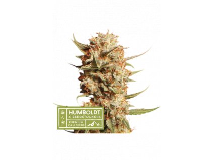 Seedstockers x Humboldt Thunder Banana auto