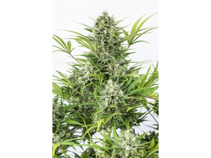 Dinafem Critical Cheese Autoflowering, feminized autoflowering