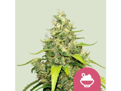 Blue gelato fem