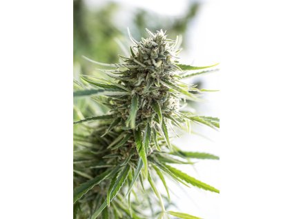 0003041 critical mass CBD 660x990