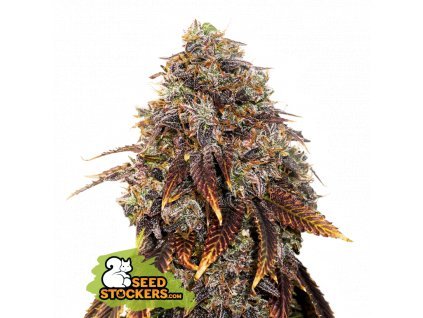 Seedstockers Gelato 41 Fast Velké balení, feminized fast