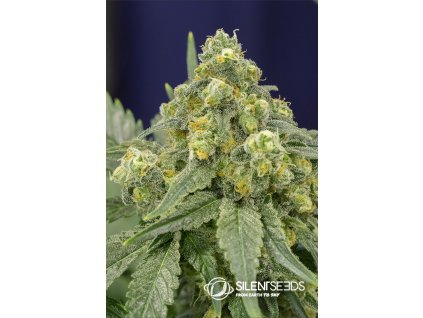 White Widow Flower