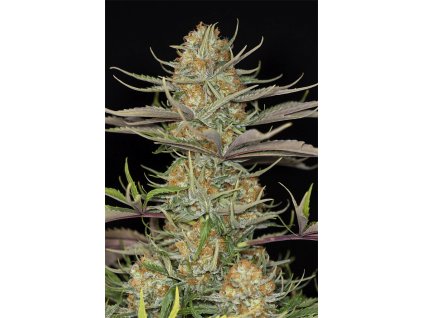 Dinafem Sweet Deep Grapefruit, feminizovaná