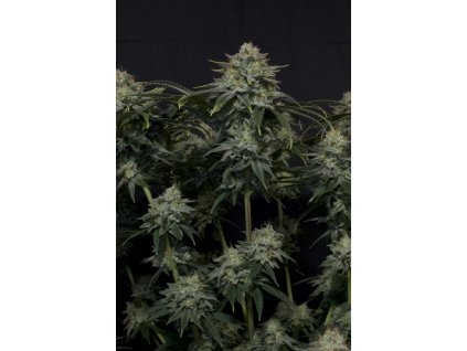 Fast Buds Gorilla Cookies FF 4