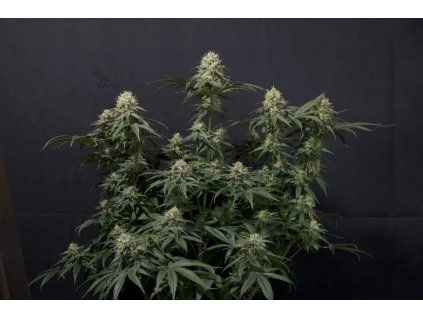 Fast Buds Tropicana Cookies FF 4