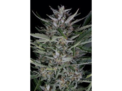 Dinafem Gorilla Autoflowering feminizovaná autoflowering