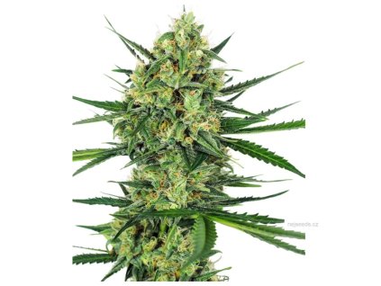 sensi tangerine sugar feminized