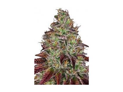 Tezla OG