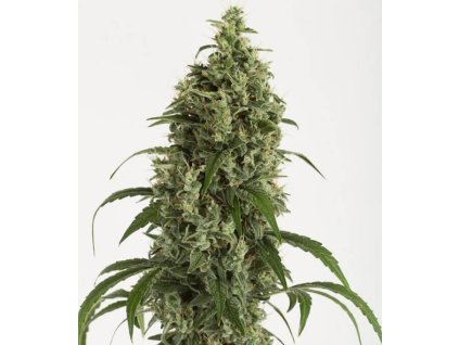 Dinafem Moby Dick Autoflowering, feminizovaná autoflowering