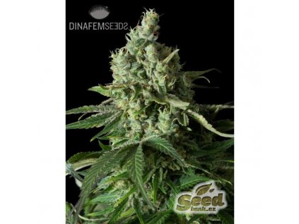 dinafem mobydick CBD feminizovana semena konopi