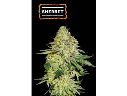 sherbet feminized