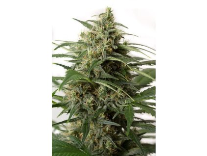 Dinafem Moby Dick XXL Autoflowering, feminizovaná autoflowering