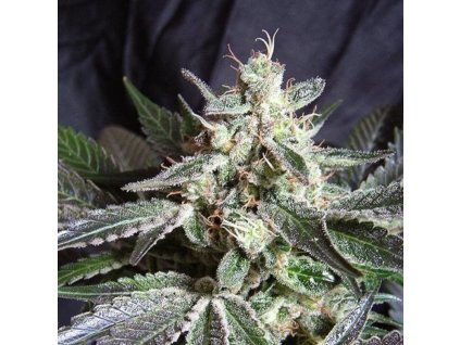 sweet seeds black jack f1 fast