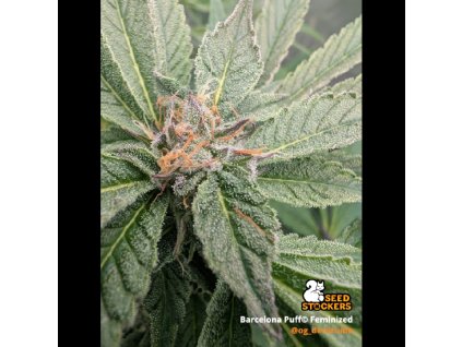 barcelona puff feminized cannabis seeds