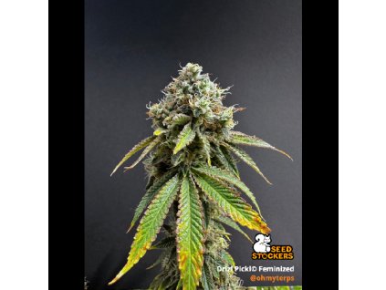 drizl pickl feminizovana semena konopi