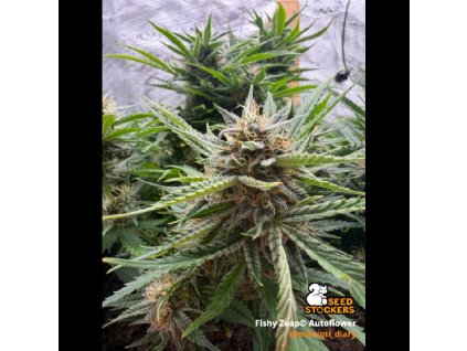 fishy zoap samonakvetaci semena konopi (1)