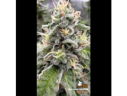 fishy zoap feminizovana semena konopi (1)