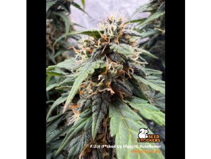 fuh fucked up hippy samonakvetaci semena konopi