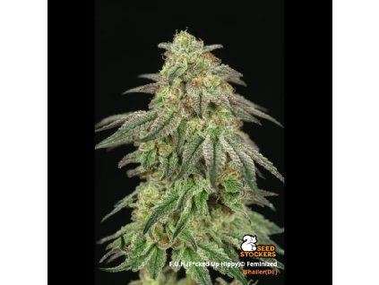 fuh fucked up hippy feminizovana semena konopi (1)