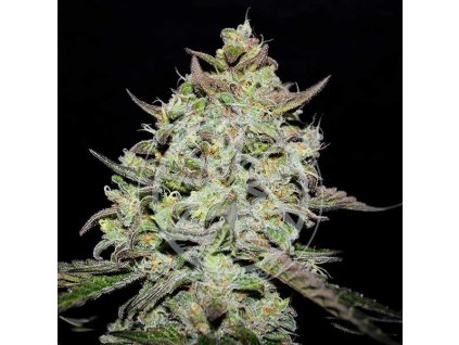 lemon gazzy 600x600 6