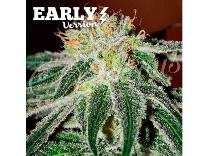 black russian early version 6