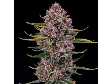 purplenade xxl auto