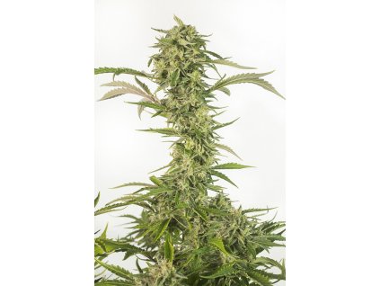 Dinafem OG Kush Autoflowering CBD feminizovaná