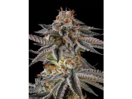 jahrasssic