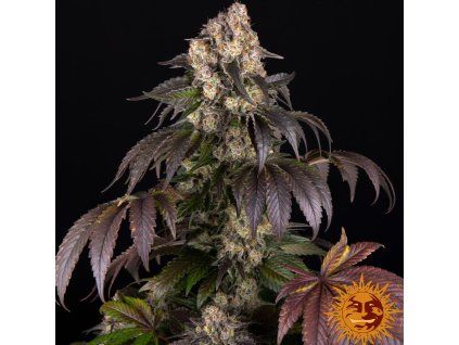 girl scout