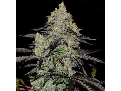 zinnapple