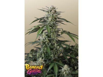 banana_guavo