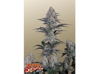 guava sundae