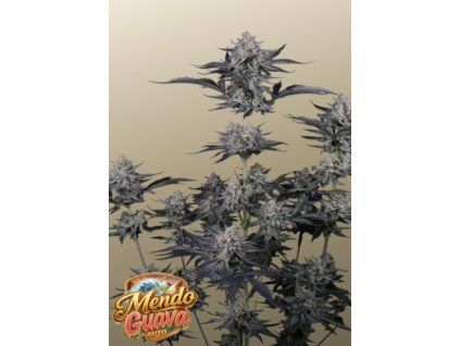 mendo guava