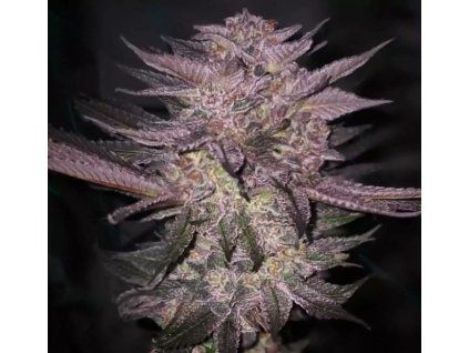 atomic fuego