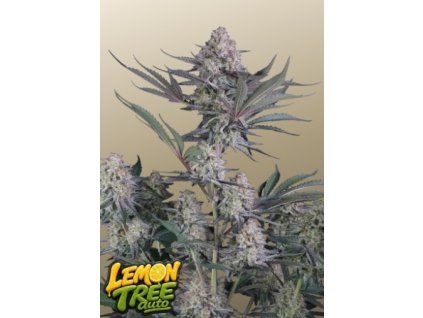 lemon treeee