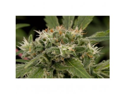 Dinafem Original Strawberry Cough feminizovaná