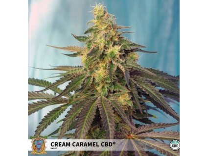 sweet seeds cream caramel cbd feminized