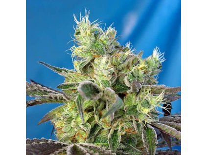 sweet seeds do sweet dos feminized