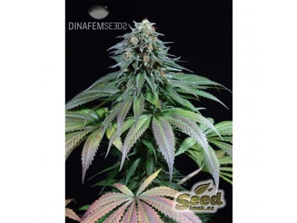 dinafem purple moby dick feminizovana semena konopi