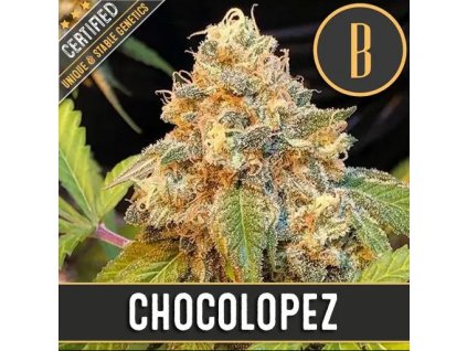 Blimburn Seeds Chocolopez, feminizovaná