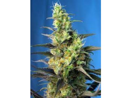 sweet seeds nyc diesel cbd feminized