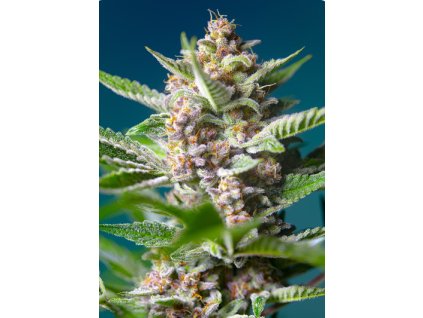 sweet seeds purple puch og feminized