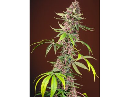 sweet seeds red mandarine f1 fast