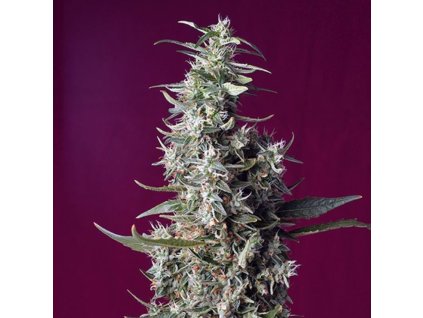 sweet seeds sweet cherry pie feminized