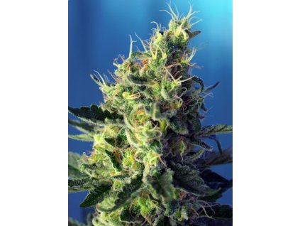 sweet seeds sweet pure cbd